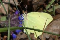 Gonepteryx rhamni