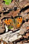 Nymphalis polychloros