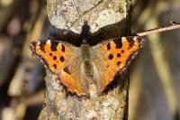 Nymphalis polychloros