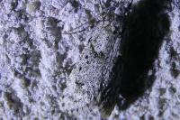 Diurnea fagella