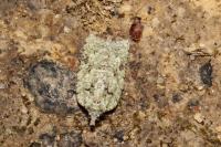 Acleris literana