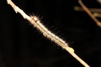 Lasiocampa quercus quercus