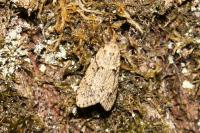 Diurnea fagella