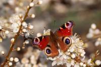 Aglais io