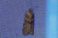 Tortricodes alternella