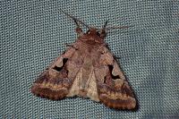 Orthosia gothica