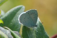 Celastrina argiolus