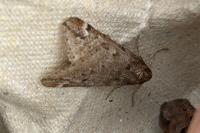 Alsophila aescularia