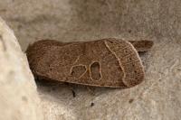 Orthosia cerasi