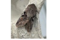Orthosia gothica