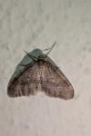 Operophtera brumata