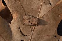 Orthosia gothica