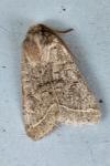 Orthosia cerasi