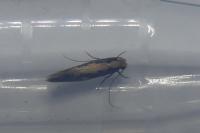 Monopis crocicapitella/obviella