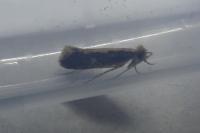 Monopis crocicapitella/obviella