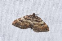 Earophila badiata
