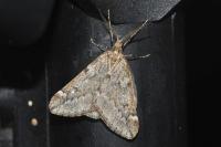 Alsophila aescularia