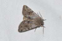 Orthosia incerta
