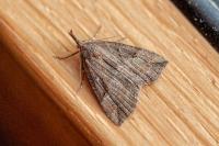 Hypena rostralis