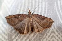 Hypena rostralis