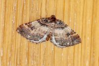 Earophila badiata