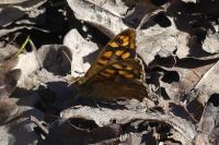 Pararge aegeria
