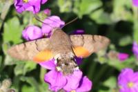Macroglossum stellatarum