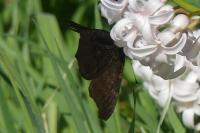 Aglais io