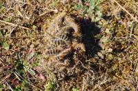 Thaumetopoea pityocampa