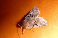 Orthosia gothica