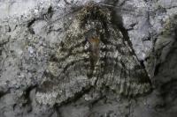 Lycia hirtaria