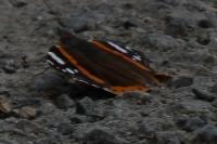 Vanessa atalanta