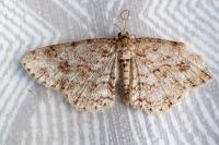 Ectropis crepuscularia