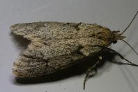 Diurnea fagella
