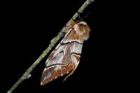 Endromis versicolora