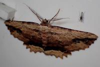 Menophra abruptaria