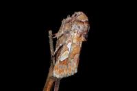 Panolis flammea
