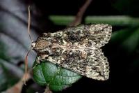Polyploca ridens