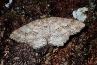 Ectropis crepuscularia