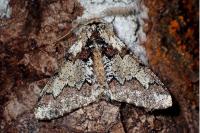 Biston strataria