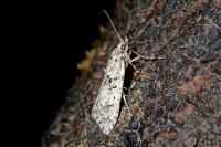 Diurnea fagella