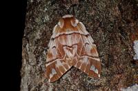 Endromis versicolora