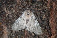 Achlya flavicornis