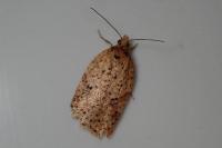 Acleris ferrugana