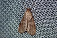 Pachycnemia hippocastanaria