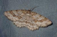 Ectropis crepuscularia
