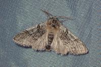 Achlya flavicornis