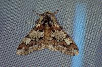 Biston strataria