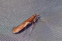 Caloptilia stigmatella