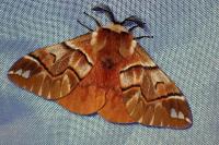 Endromis versicolora